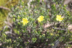 Hibbertia devitata