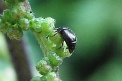 Brachypterus