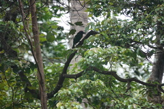 Psilopogon rafflesii