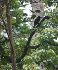 Psilopogon rafflesii