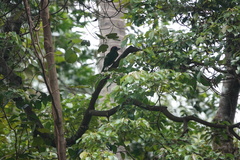 Psilopogon rafflesii