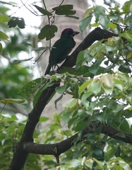 Psilopogon rafflesii