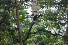 Psilopogon rafflesii