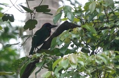 Psilopogon rafflesii