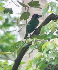 Psilopogon rafflesii