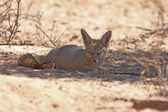 Vulpes chama