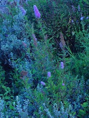 Spiraea pseudosalicifolia