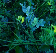 Salix repens argentea