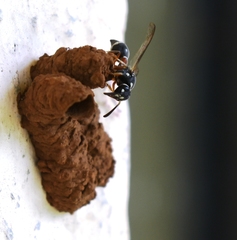 Paraleptomenes miniatus