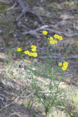 Senecio spanomerus