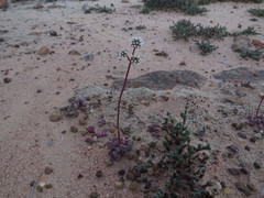 Crassula fragarioides
