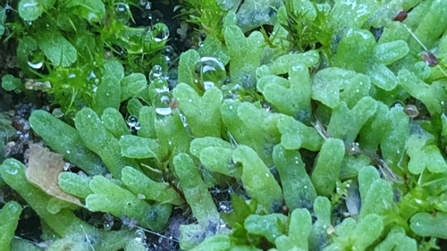 Image of Riccia subbifurca by (c) Andrew Thornhill, some rights reserved (CC BY)