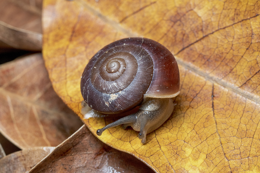 Blinking Snail in May 2020 by MSone · iNaturalist