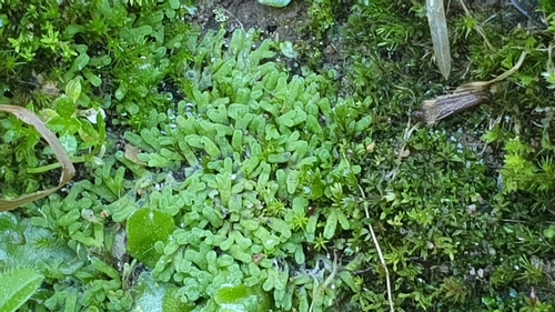 Image of Riccia subbifurca by (c) Andrew Thornhill, some rights reserved (CC BY)