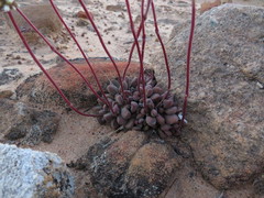 Crassula fragarioides