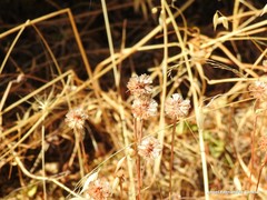 Armeria arenaria