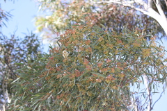 Eucalyptus gracilis