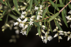 Leucopogon pimeleoides