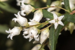 Leucopogon pimeleoides