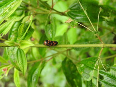 Cosmoscarta dimidiata
