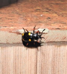 Eumorphus quadriguttatus