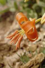 Lilium pomponium