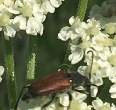 Anastrangalia sanguinea