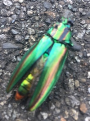 Chrysochroa fulgidissima