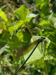 Calopteryx splendens