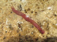 Leptosynapta dolabrifera