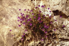 Campanula sabatia