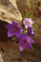 Campanula sabatia