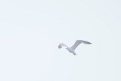 Larus fuscus