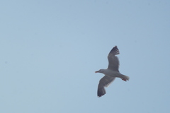Larus fuscus