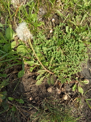 Taraxacum officinale