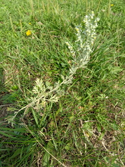 Artemisia absinthium
