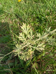 Artemisia absinthium