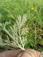 Artemisia absinthium