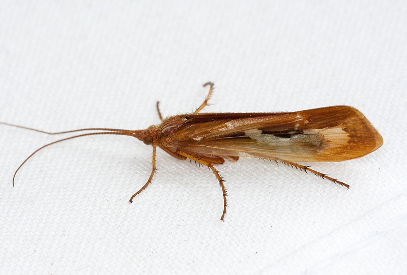 Yellowstar Northern Caddisfly