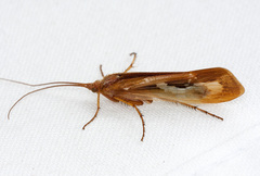 Limnephilus flavastellus