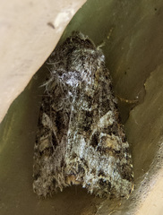 Trichordestra liquida