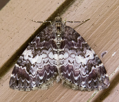 Dysstroma pseudimmanata