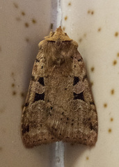 Diarsia esurialis