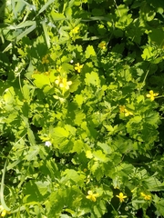 Chelidonium majus