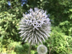 Echinops exaltatus