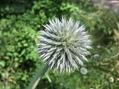 Echinops exaltatus