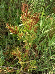 Rumex maritimus