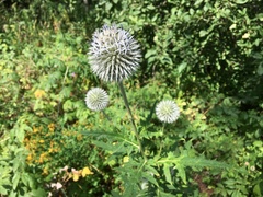 Echinops exaltatus