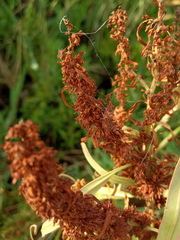 Rumex maritimus