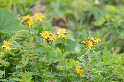 Hypericum bithynicum, photograph 2